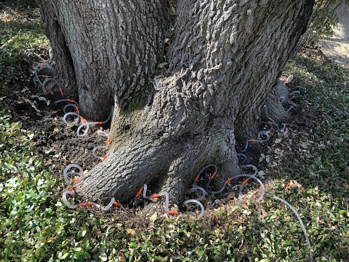 Detailed Tree Cabling and Bracing job site in Eucha