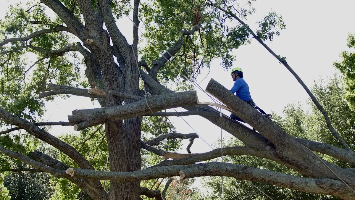 Professional Hazardous Tree Removal performed by certified arborists in Eucha