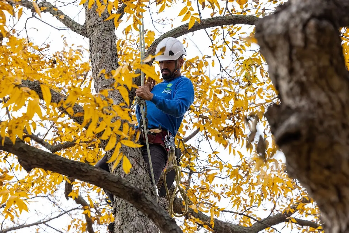 Skilled Tree Planting crew working in Eucha